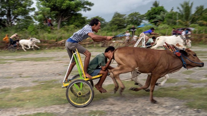Sejumlah peserta memacu kecepatan sapinya pada tradisi Molumba Japi atau lomba kecepatan sapi di Desa Binangga, Sigi, Sulawesi Tengah, Selasa (4/6/2024). Tradisi yang dilakukan seusai panen padi itu diikuti 140 ekor sapi dari berbagai desa dan digelar secara bergilir dari desa ke desa. ANTARA FOTO/Basri Marzuki/rwa.