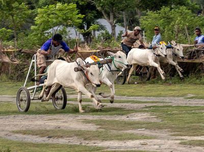 Tradisi Molumba Japi di Sigi Diikuti 140 Ekor Sapi
