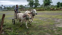 Peserta memacu kecepatan sapinya pada tradisi Molumba Japi atau lomba kecepatan sapi di Desa Binangga, Sigi, Sulawesi Tengah, Selasa (4/6/2024).
