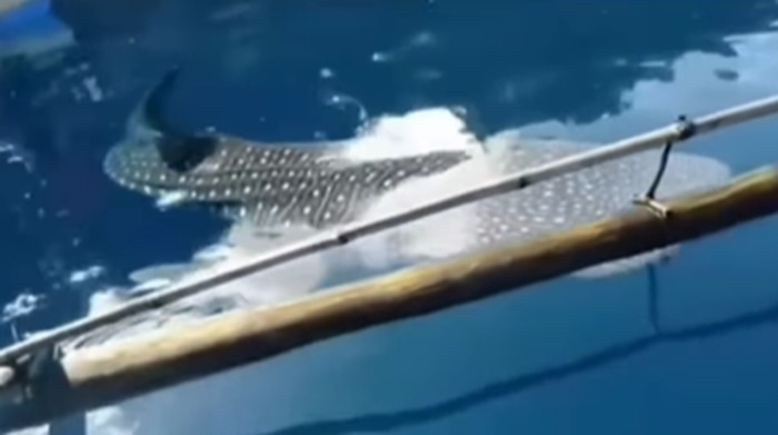 Viral hiu paus di laut Kepulauan Sangihe, Sulut.