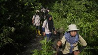 Sejak tahun 1950, lebih dari 285.715 mil persegi (740.000 kilometer persegi) hutan hujan Indonesia – dua kali luas Jerman – telah ditebang, dibakar atau terdegradasi untuk pengembangan perkebunan kelapa sawit, kertas dan karet, pertambangan nikel dan komoditas lainnya, menurut kepada Pengawasan Hutan Global. Dalam beberapa tahun terakhir, deforestasi telah melambat, namun terus berlanjut.