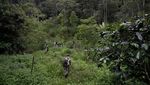 Wanita-wanita Tangguh Penjaga Hutan Aceh
