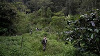 Sebagai negara kepulauan tropis luas yang membentang di garis khatulistiwa, Indonesia adalah rumah bagi hutan hujan terbesar ketiga di dunia, dengan beragam satwa liar dan tumbuhan yang terancam punah, termasuk orangutan, gajah, dan bunga hutan raksasa. Beberapa tidak tinggal di tempat lain.