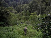 Jumlah Ranger Hutan Bakal Ditambah, Pegiat Konservasi Sudah Menunggu