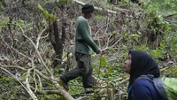 Di Damaran Baru, yang berbatasan dengan salah satu hutan hujan tropis terkaya di Asia Tenggara, banyak penduduk desa yang bergantung pada hutan untuk penghidupan mereka. Para petani memanen kopi dari semak-semak di lereng gunung dan air yang mengalir dari lereng gunung menyediakan air untuk minum dan memasak di desa. Namun deforestasi yang tidak diatur akibat praktik pertanian yang tidak bertanggung jawab dan penyalahgunaan sumber daya hutan telah menimbulkan konsekuensi yang sangat buruk, kata Sumini.