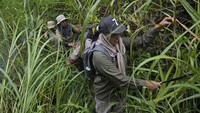 Di hutan lebat di kaki gunung berapi di provinsi Aceh, Indonesia, nyanyian siamang di pepohonan bercampur dengan tawa tujuh penjaga hutan yang berjalan di bawahnya. 