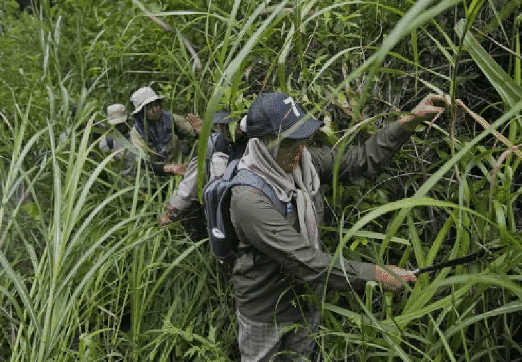 Wanita-wanita Tangguh Penjaga Hutan Aceh