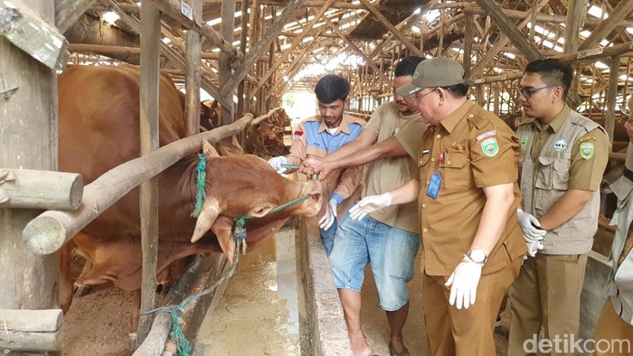 DKPP Sumsel cek kesehatan dan kelayakan sapi untuk kurban.