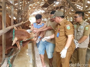DKPP Sumsel Temukan Pedagang Jual Hewan Kurban di Bawah Syarat Usia