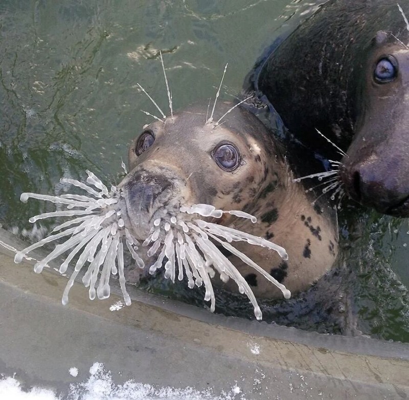 Foto Aksi Unik Hewan Bikin Ngakak