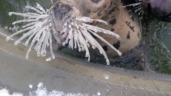 Bayi Anjing Laut Dengan Kumis Beku Foto: Boredpanda