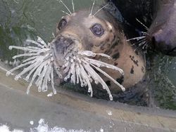 Aksi Unik Hewan Bikin Gemes dan Ngakak