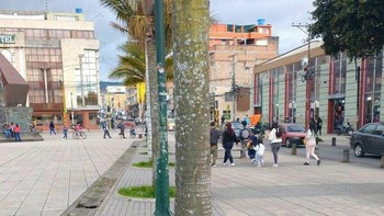 Anjing-anjing Liar Di Brazil Ini Mengelilingi Pohon Ini Dan Beristirahat Bersama Foto: Boredpanda