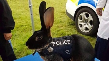 Terkadang Polisi Menggunakan Kelinci Sebagai Indera Penciumannya Untuk Menemukan Lokasi Pembusukan Foto: Boredpanda