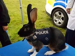 Aksi Unik Hewan Bikin Gemes dan Ngakak