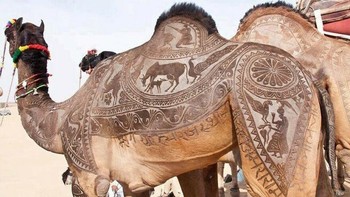 Di Gurun Thar, Para Pengembara Menghormati Dan Sangat Bangga Dengan Unta Mereka Sehingga Mereka Memamerkannya Dengan Mengukir Pola Rumit Pada Bulu Mereka Foto: Boredpanda