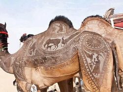 Aksi Unik Hewan Bikin Gemes dan Ngakak