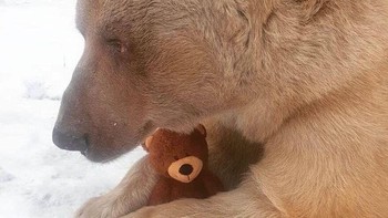 Mama Beruang Ini Kehilangan Anaknya Dan Mereka Memberikan Boneka Teddy Ini Sebagai Penggantinya Untuk Membuatnya Merasa Lebih Baik Foto: Boredpanda
