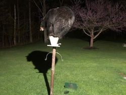 Aksi Unik Hewan Bikin Gemes dan Ngakak