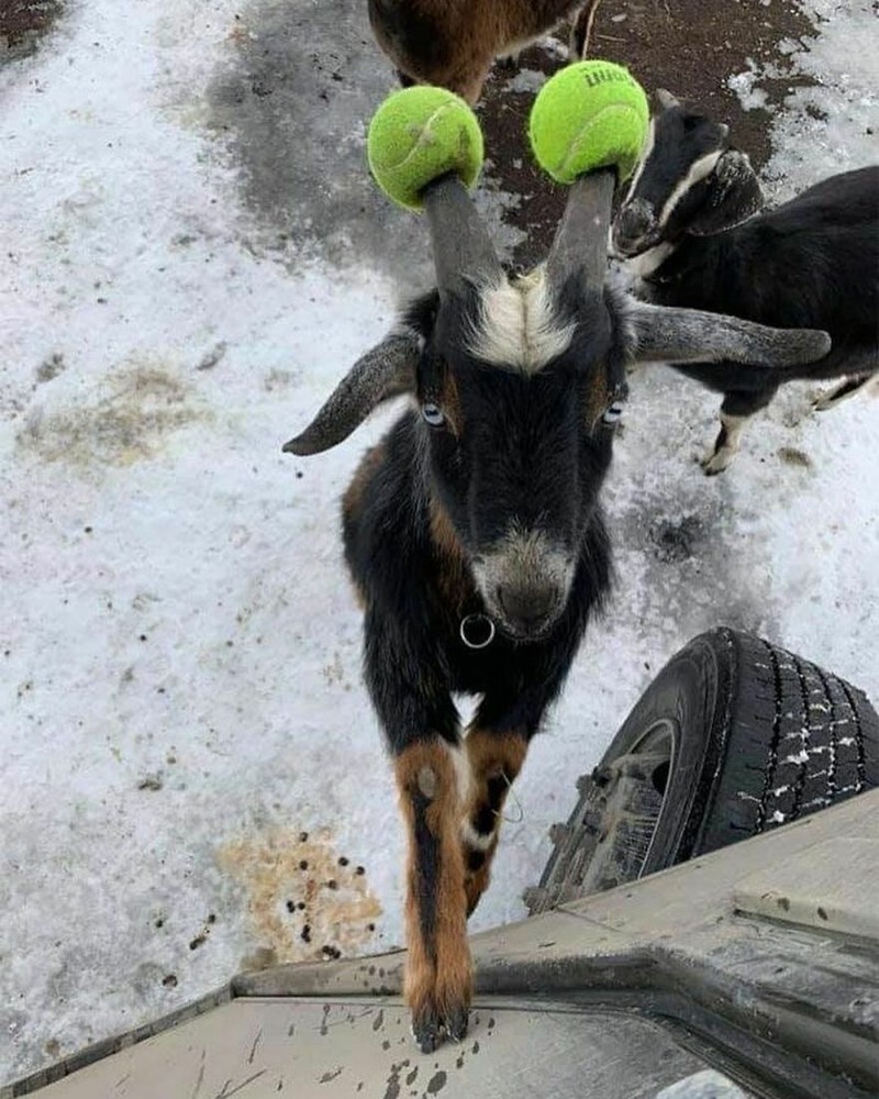 Foto Aksi Unik Hewan Bikin Ngakak