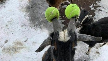 Kira-kira bagaimana bola bisa menancap di tanduk. Foto: Boredpanda