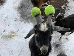 Aksi Unik Hewan Bikin Gemes dan Ngakak