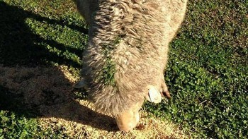 Rumput Yang Tumbuh Dari Domba Ini Dari Berjalan Di Bawah Pengumpan Gandum Yang Diberi Makan Gravitasi Tepat Sebelum Hujan Foto: Boredpanda