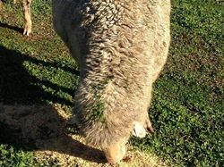 Aksi Unik Hewan Bikin Gemes dan Ngakak