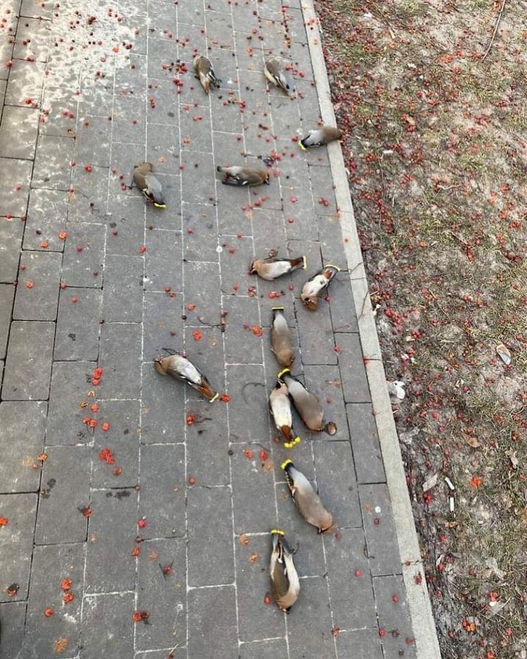 Foto Aksi Unik Hewan Bikin Ngakak