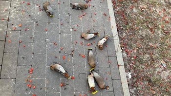 Burung Waxwing Mabuk Di Trotoar Di Polandia Setelah Makan Buah Rowan yang Difermentasi Foto: Boredpanda