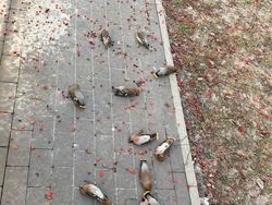 Aksi Unik Hewan Bikin Gemes dan Ngakak