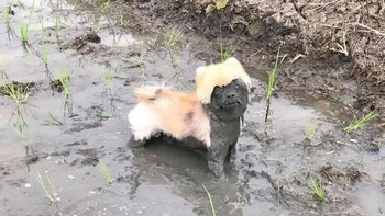 Anjing Ini Setengah Tertutup Lumpur Foto: Boredpanda