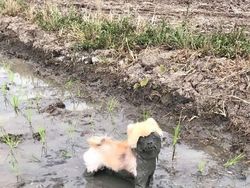 Aksi Unik Hewan Bikin Gemes dan Ngakak