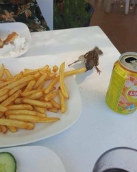 Foto Aksi Unik Hewan Bikin Ngakak