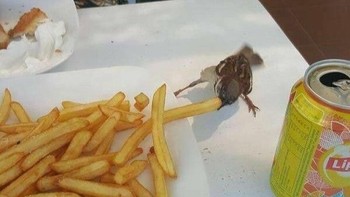 Seekor Burung Pipit Kecil Mencuri Gorengan dari Piring Makan Di Yunani Foto: Boredpanda