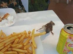 Aksi Unik Hewan Bikin Gemes dan Ngakak