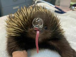 Aksi Unik Hewan Bikin Gemes dan Ngakak