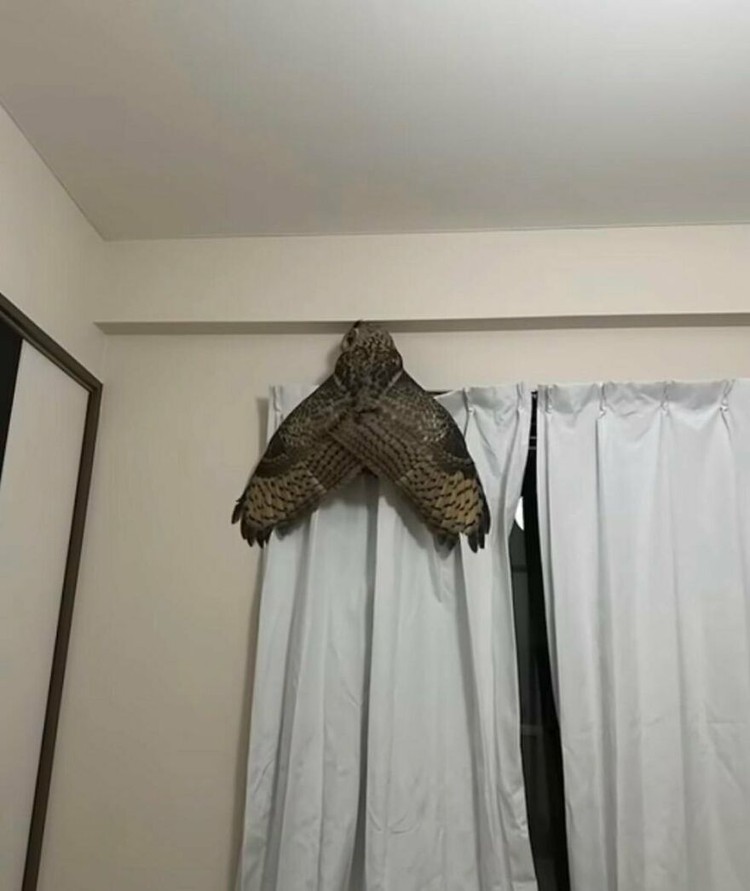 Foto Aksi Unik Hewan Bikin Ngakak