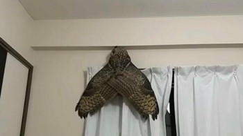 Burung Hantu Di Atas Tirai Ini Tampak Seperti Ngengat Raksasa Foto: Boredpanda