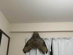 Aksi Unik Hewan Bikin Gemes dan Ngakak