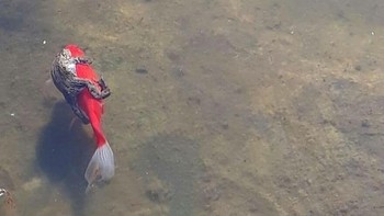 Seekor Katak Mengendarai Ikan Foto: Boredpanda