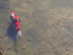 Aksi Unik Hewan Bikin Gemes dan Ngakak