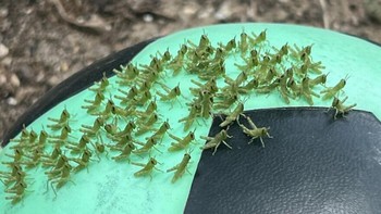 Bola Sepak Dengan Belalang Kecil Foto: Boredpanda