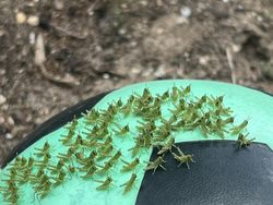 Aksi Unik Hewan Bikin Gemes dan Ngakak