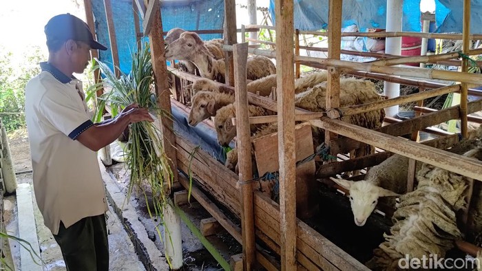 hewan kurban banyuwangi