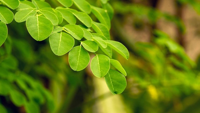 Ilustrasi daun kelor