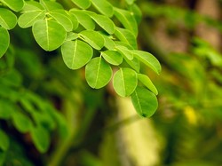 Fenomena Daun Diam Bertakbir Saat Salat Id, Ini Penjelasan Sainsnya