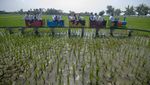 Serunya Naik Kereta Wisata di Atas Sawah
