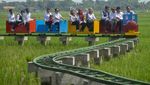Serunya Naik Kereta Wisata di Atas Sawah