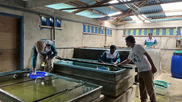 Desa Taar, Kota Tual, Maluku Tenggara, ditetapkan sebagai Kampung Perikanan Budidaya Teripang pertama di Indonesia pada 2023 lalu. Yuk lihat aktivitasnya.